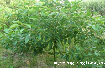 樟树 -第49届全国药材药品交易会 -10月16日启幕