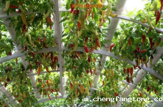 第九届中国·四川（彭州）蔬菜展览会11月5日启幕（菜博会）