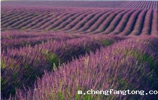 COTTM 2019持续关注中国出境定制游市场